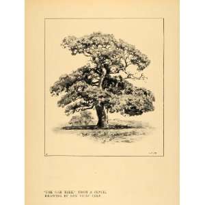  1908 Print Oak Tree Pencil Drawing Vicat Cole Sketches 