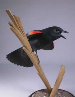 Red winged Blackbird Orig Wood Bird Carving/Birdhug  
