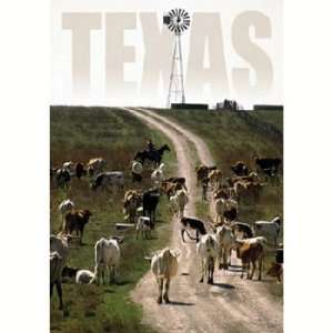  Texas Postcard Tx125 Cattle Case Pack 750 Sports 