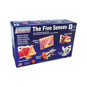  5 Senses Kit   Touch, Smell, Hear, Sight, Taste 