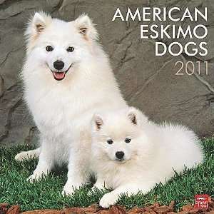  American Eskimo Dogs 2011 Wall Calendar