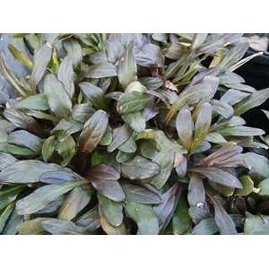  reptans Chocolate Chip Bugleweed Plant, 4 Patio, Lawn & Garden