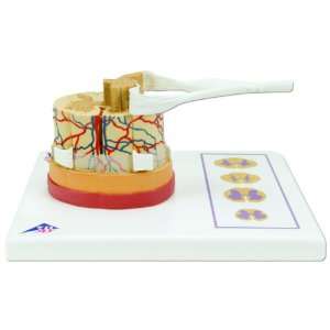 3B Scientific C41 Spinal Cord Model, 5 Times Life Size, 10.2 x 7.5 x 