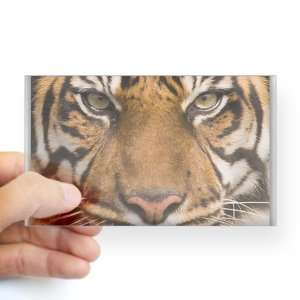    Sticker Clear (Rectangle) Sumatran Tiger Face 