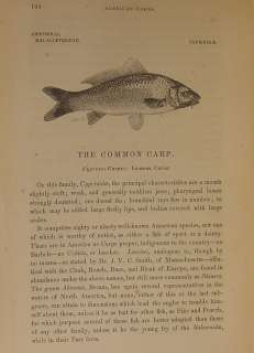   Antique FLY FISHING Fresh Water US FISH Deep Sea Lure vtg book  