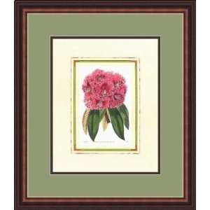  Rhododendron No. 3 by Anonymous   Framed Artwork