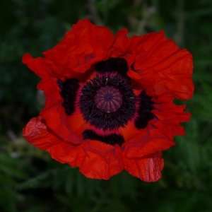  The greatest, biggest, red poppy of them all 100 Seeds 