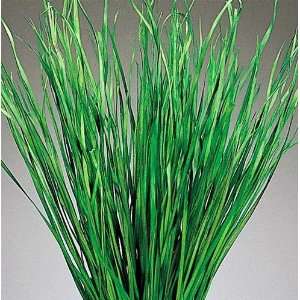  Bayou Grass   Dried Green or Natural