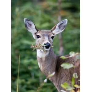  A Deer Eats a Mouthful of Leaves While Looking Curiously at You 
