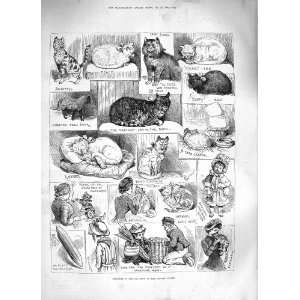 1883 SKETCHES CAT SHOW CRYSTAL PALACE SIAM KITTEN