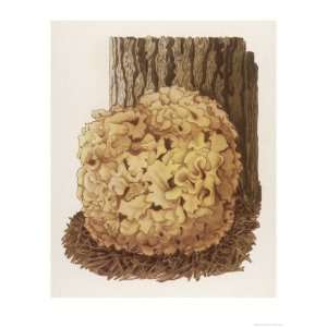 Sparassis Crispa Common Name Cauliflower Mushroom Giclee Poster Print 