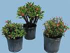 Salmon Crown of Thorns Euphorbia ROOTED (3 gal.) Plant