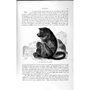    NATURAL HISTORY 1893 94 CHACMA BABOON AFRICA ANIMAL