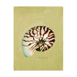 Chambered Nautilus , Mary Kay Crowley Collection Shell 3 Chambered 