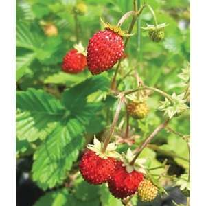  Strawberry, Alpine Fragola di Bosco 1 Plant Patio, Lawn & Garden