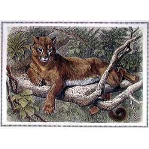  Friedrich Specht   The Cougar Hand Colored