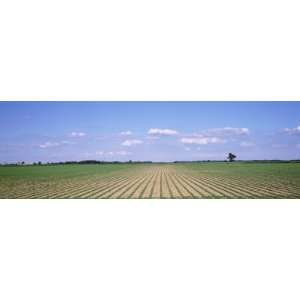  Soybean Field, Marion County, Illinois, USA Giclee Poster 