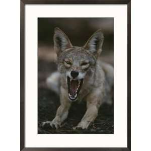  A coyote snarls in this close view Animals Framed Art 