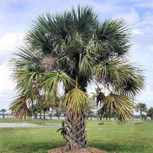  SABAL PALMETTO, CABBAGE PALM cold hardy 50 seeds Patio 