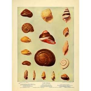 com 1903 Print Land Shells Seashells Marine India Philippines Florida 