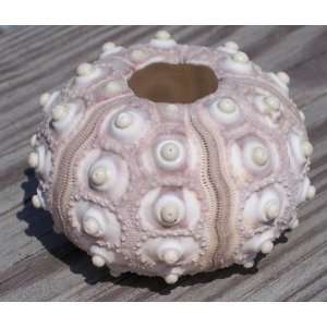  Rare Knobby Sputnik Sea Urchin  Real Seashell Everything 