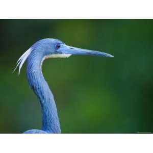  Close up of Tri Color Herons Head, St. Augustine, Florida 