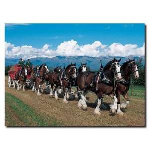  Lil Rider AB285 C1419GG Clydesdales in Blue Sky Mountains 