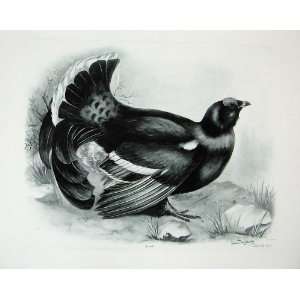    1910 The Black Grouse Tetrao Tetrix Male Bird Plate