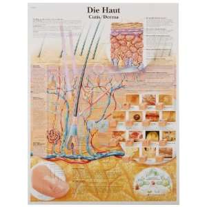  Glossy Paper Die Haut Anatomical Chart (The Skin Anatomical Chart 
