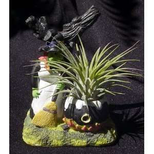  Witch and Cauldron with Live Air Plant Tillandsia Patio 