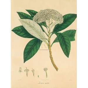 Nathaniel Wallich   East Indian Plants V Gouttelette