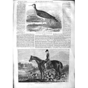   1855 Sandpiper Bird Fox Hunting Percy Williams Rufford