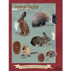    Nasco   Tracks of Common Herbivores Poster Industrial & Scientific