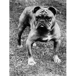  The Champion Bulldog, Baron Sedgemere, 1897 Stretched 