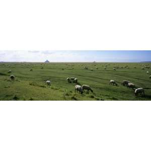 Flock of Sheep Grazing in a Field, Mont Saint Michel, Basse Normandy 