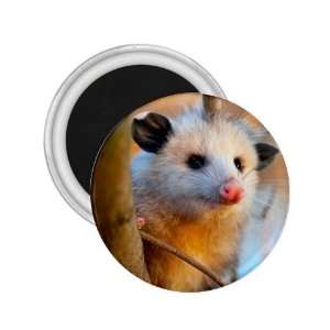  Possum Refrigerator Magnet