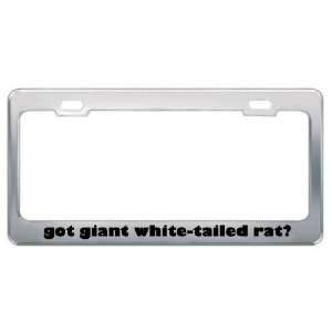 Got Giant White Tailed Rat? Animals Pets Metal License Plate Frame 