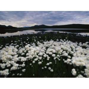 Field of Blooming Cotton Grass in a Hilly Alaskan 