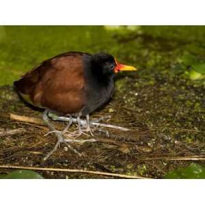  A Wattled Jacana, Jacana Jacana, and its Chick 