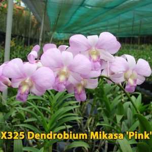   Special   6 blooming sized Dendrobium plants Patio, Lawn & Garden