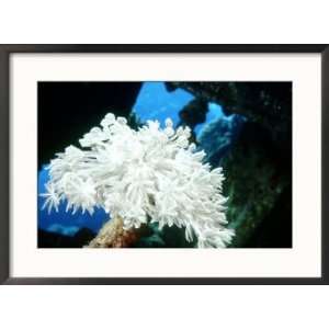 Octo Corals, St. Johns Reef, Red Sea Collections Framed 