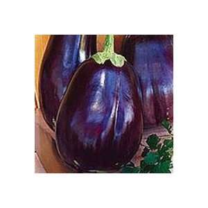  Eggplant   Imperial Black Beau