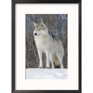  Gray Wolf, Ste Anne De Bellevue, Canada Collections Framed 