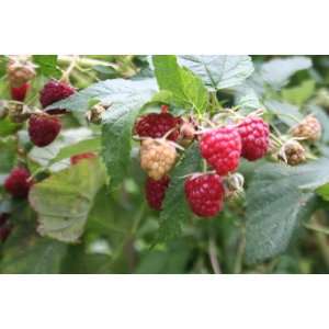  Autumn Britten Raspberry Seed Pack Patio, Lawn & Garden