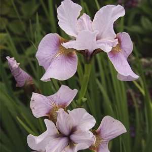  Siberian Iris Roanokes Choice Patio, Lawn & Garden