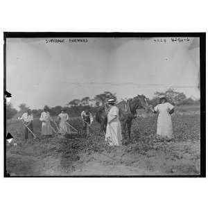  Suffrage farmers