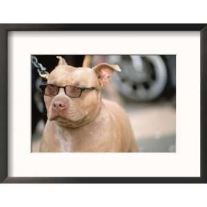  Pit Bull Terrier Wearing Sunglasses Framed Photographic 