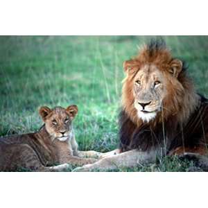  Lion & Cub 24 X 36 Poster