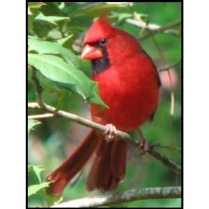  Cardinal in Holly Postage