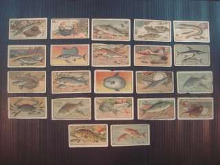 21 Fish cards 1916 BAT Siam Teal cigarettes  